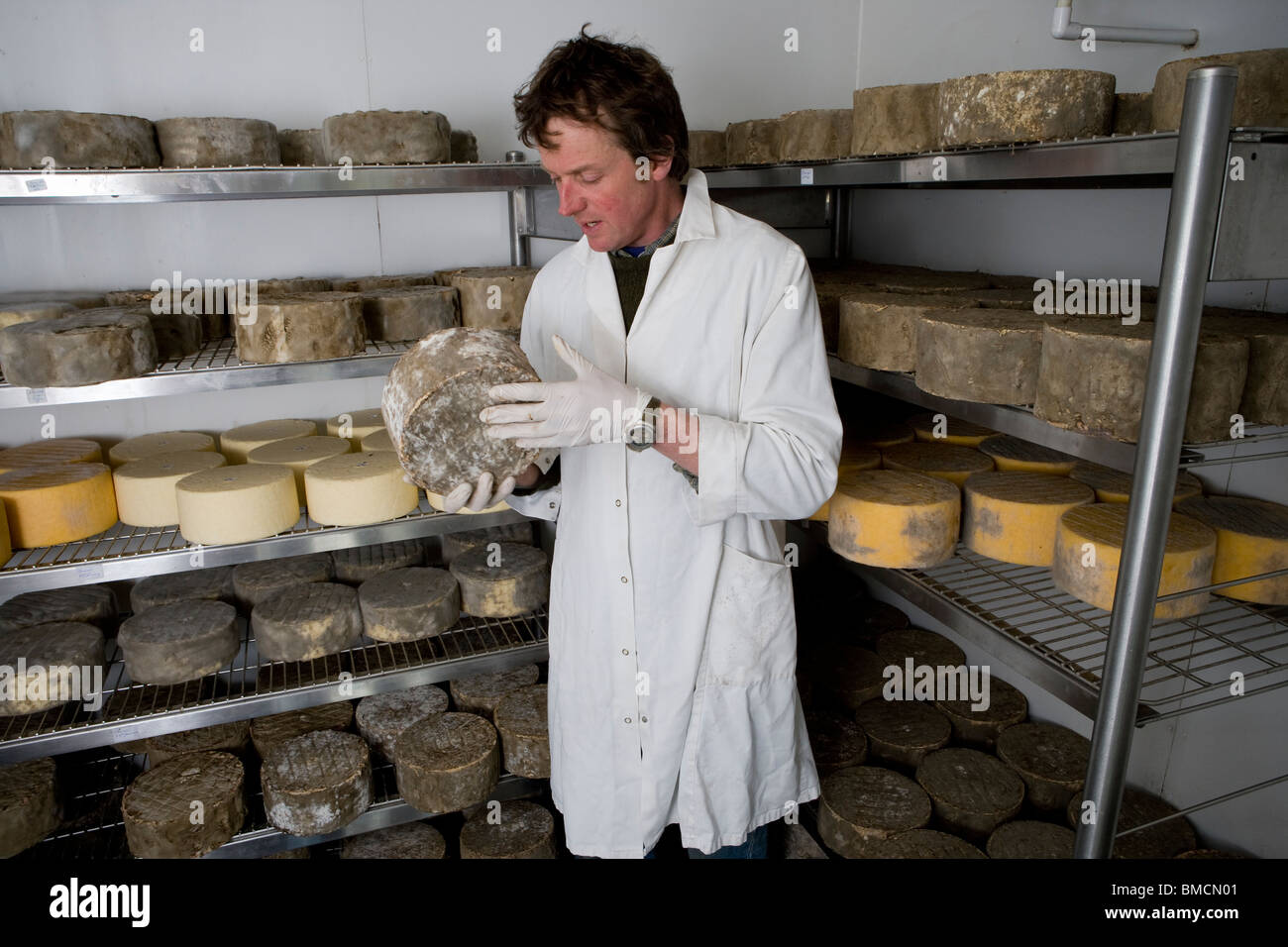 Landwirt Jonathan Crump traditionellen Single und Double Gloucester Käse machen. Standish Park Farm. Oxlynch. Gloucestershire. Vereinigtes Königreich. Stockfoto