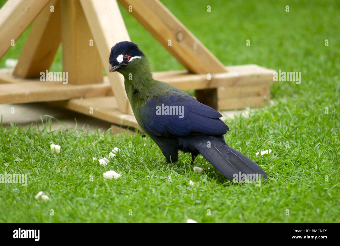 Eine seltene Turaco besucht einen englischen Garten hinter dem Haus UK Stockfoto