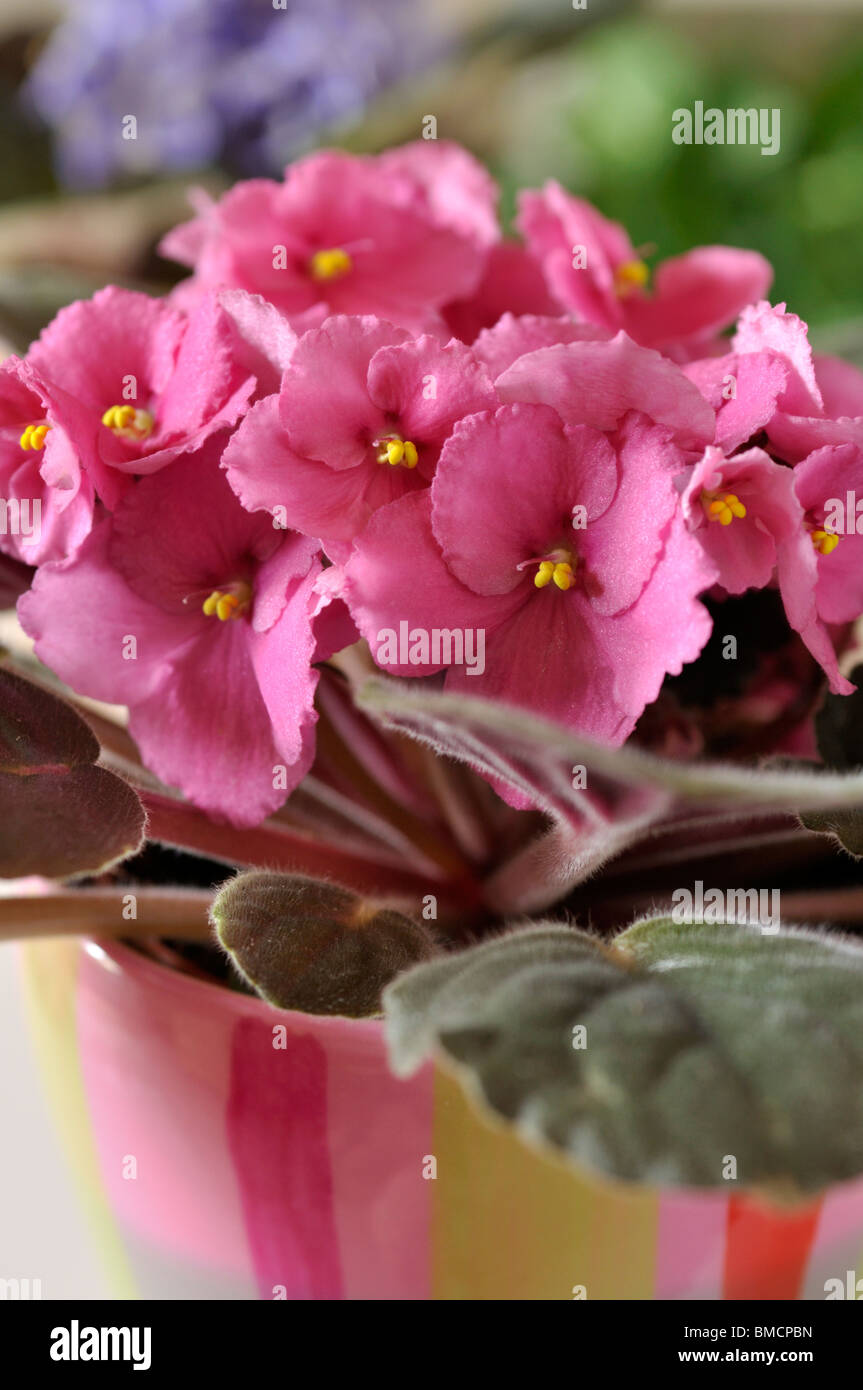 African Violet (saintpaulien ionantha) Stockfoto