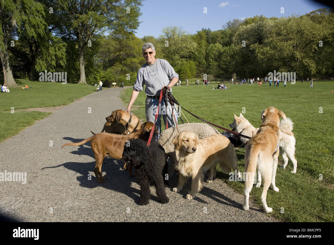 Professionellen Dogwalker mit ihrer Herde von Park Slope am Prospect Park in Brooklyn, New York. Stockfoto