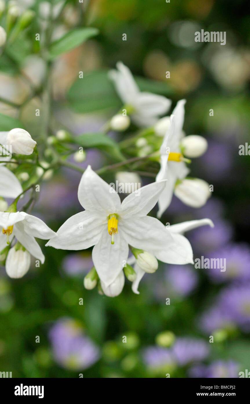 Jasmin Nachtschatten (Solanum jasminoides) Stockfoto