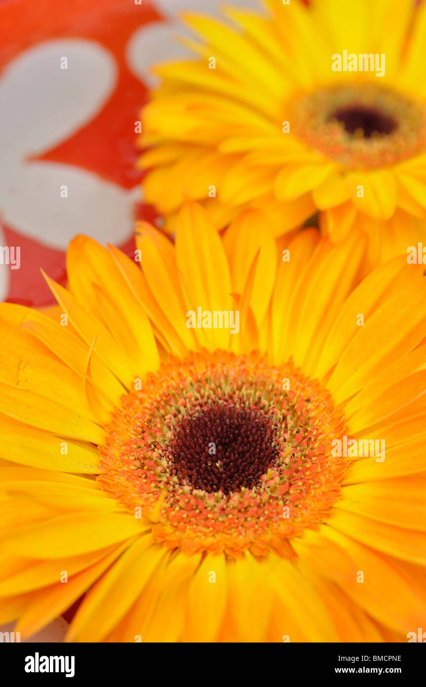 Gerbera Blumen in eine Schüssel geben. Stockfoto