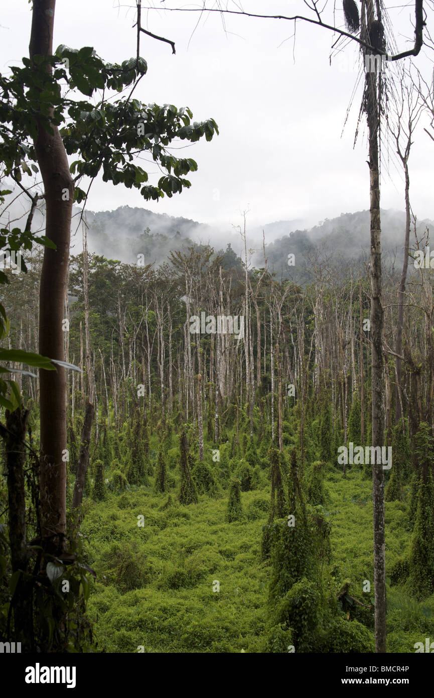 Destruktiven Unkraut töten Bäume entlang der Kokoda Trail, Papua New Guinea Stockfoto