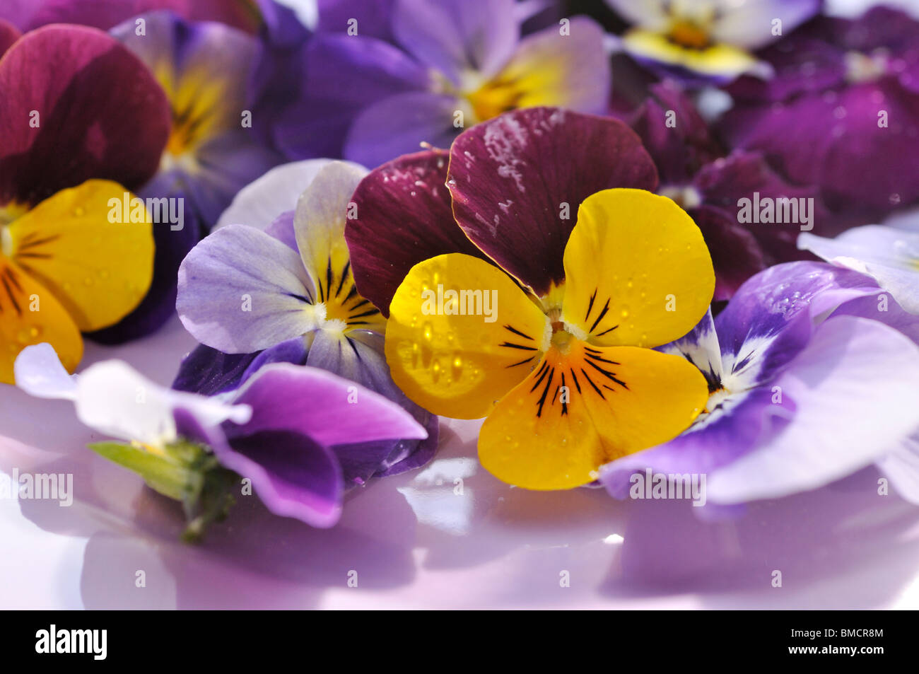 Gehörnte Stiefmütterchen (Viola cornuta), Schnittblumen auf einer Platte Stockfoto