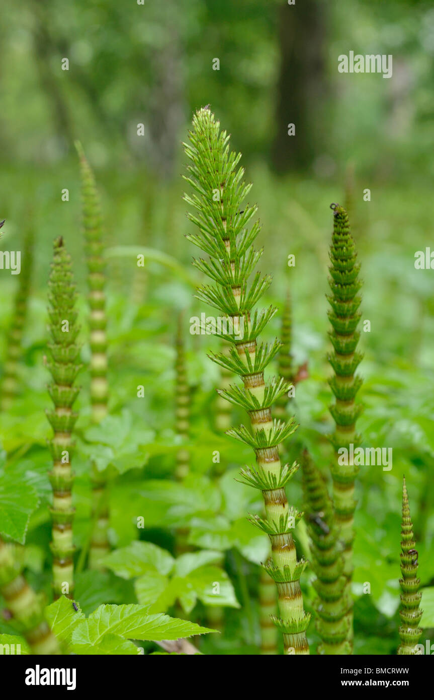 Riesige Ackerschachtelhalm (equisetum telmateia) Stockfoto