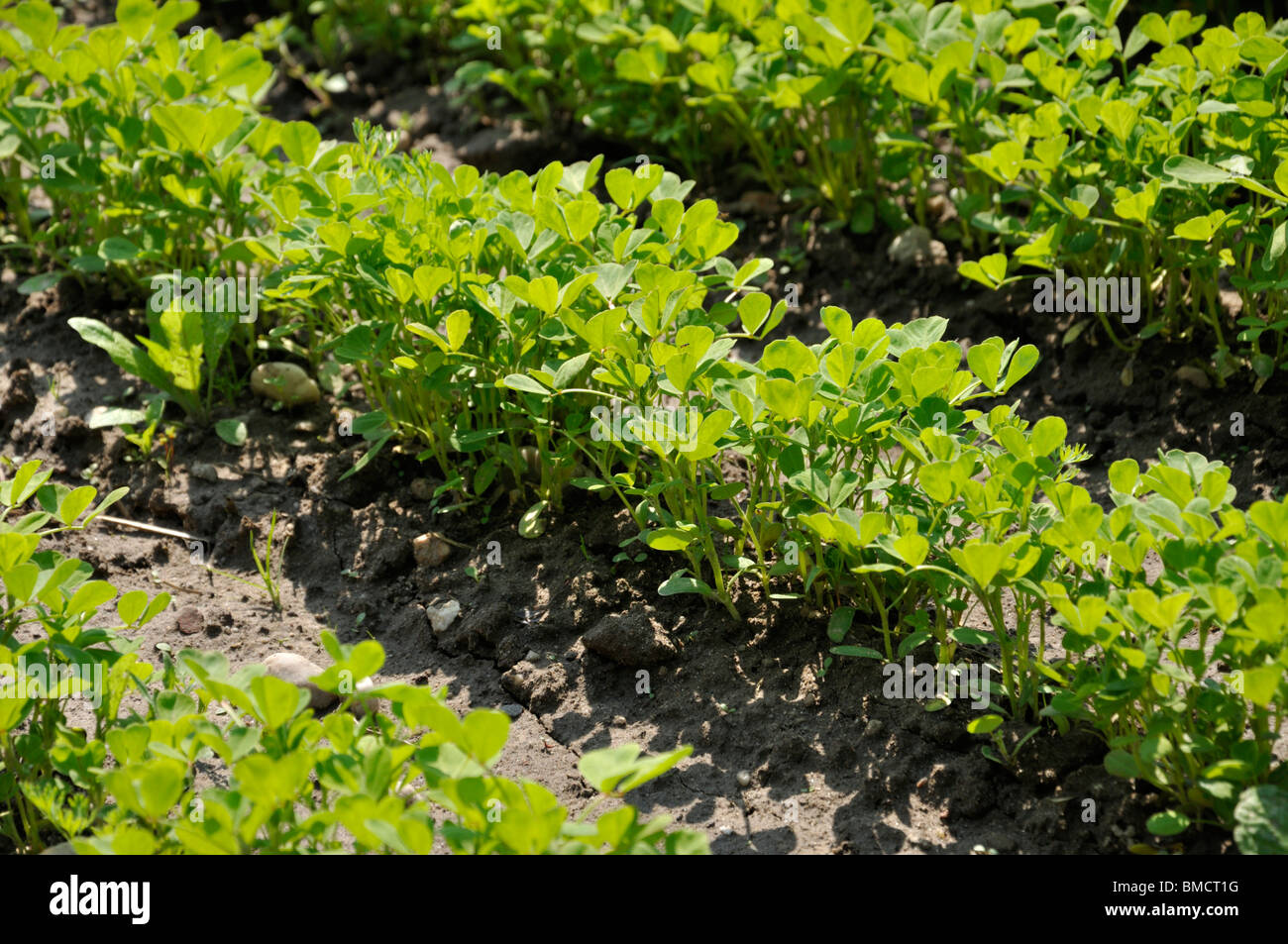 Kultiviert Bockshornklee (trigonella foenum-Graecum) Stockfoto