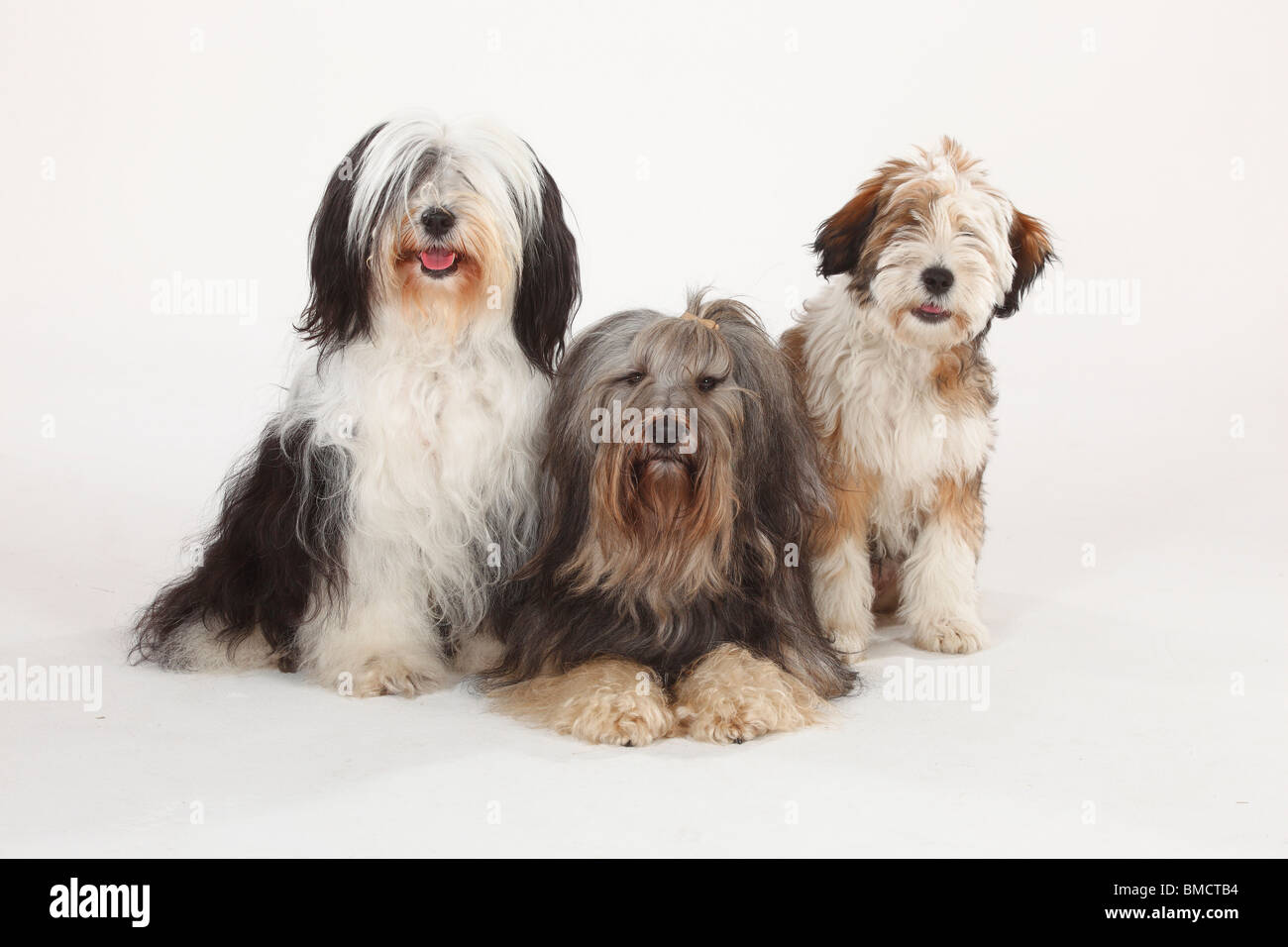 Tibet Terrier mit Welpen, 4 Monate Stockfoto