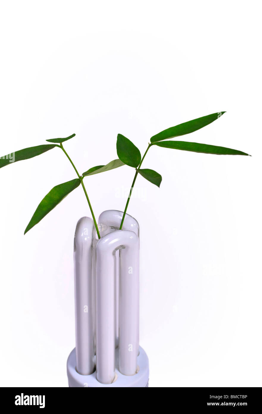 Eine energiesparende Glühbirne mit jungen Pflanze wächst daraus Darstellung grünen Technologie. Isoliert. Kopieren Sie Raum. Stockfoto