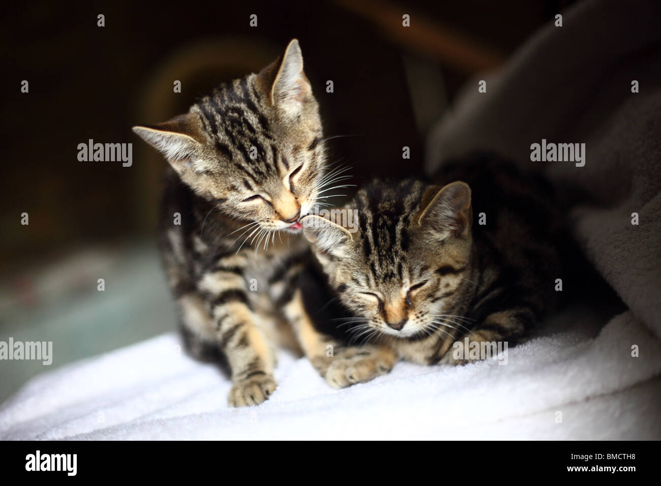 Zwei junge Kätzchen gegenseitig waschen und schlafen. Stockfoto