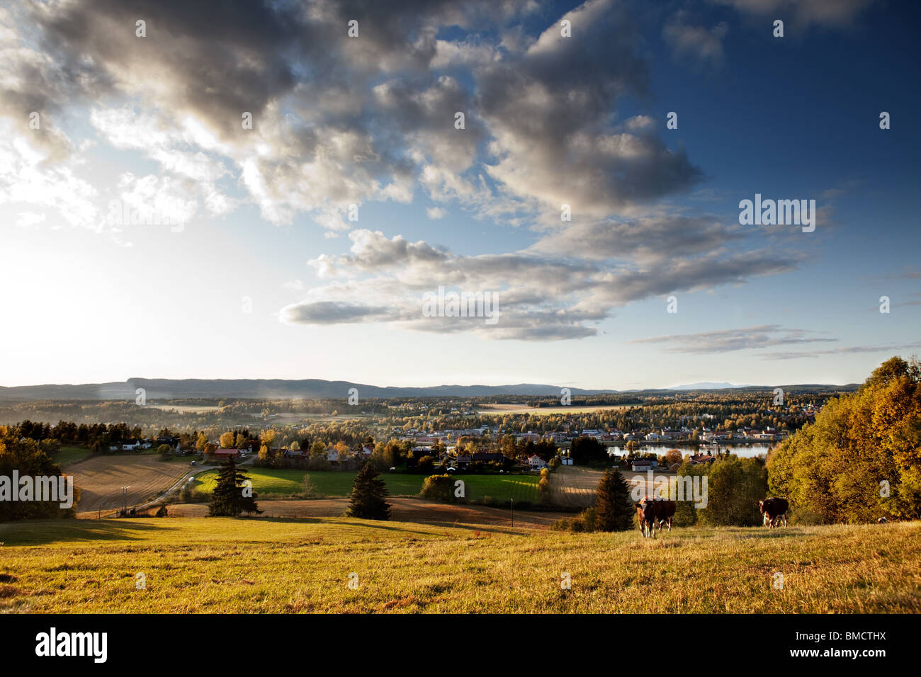 Eine Landschaft in Norwegen mit Kühen und einem kleinen Dorf im ländlichen Raum Stockfoto