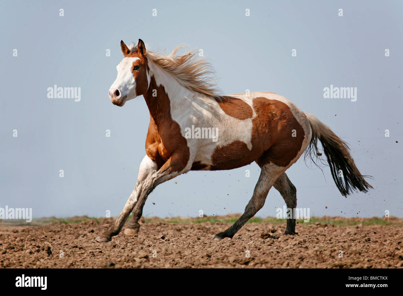 Paint Horse Stockfoto