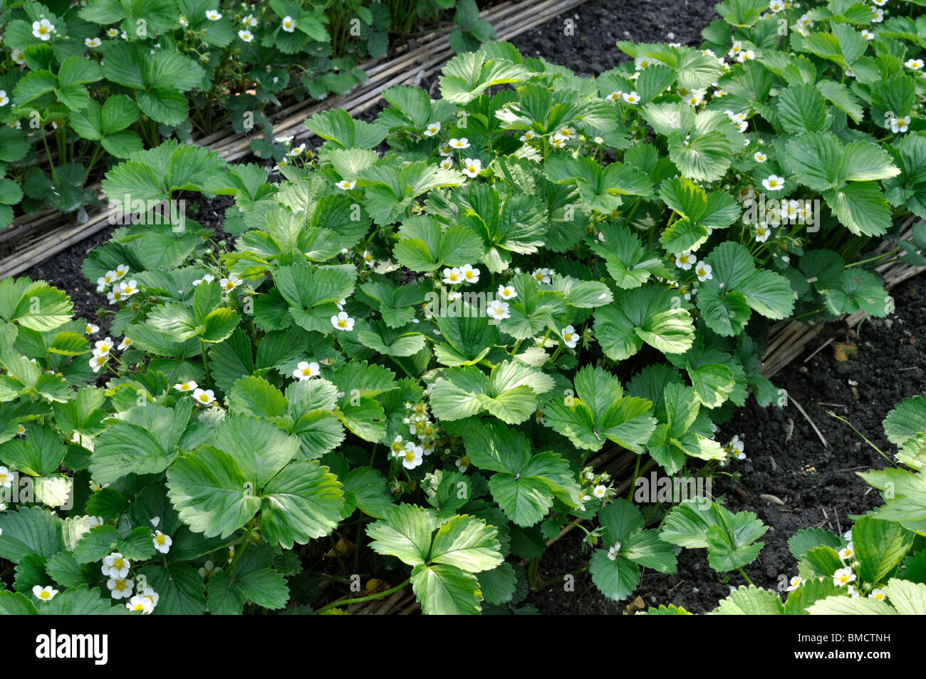 Garten Erdbeerpflanzen (Fragaria x ananassa) Stockfoto