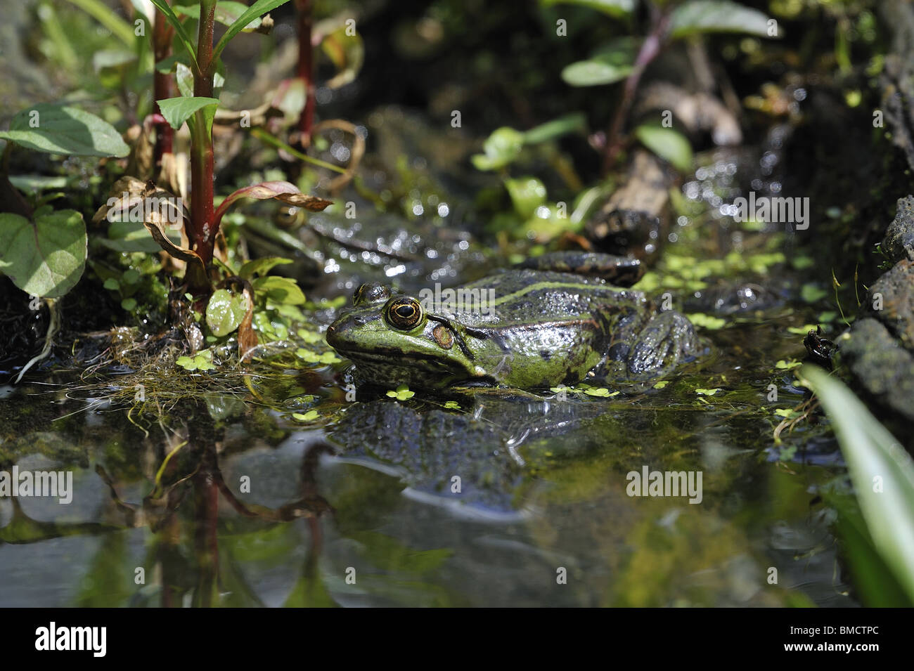 Grüner Frosch (Rana Esculenta) im flachen Wasser Stockfoto