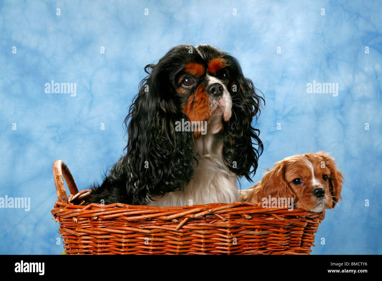 Cavalier King Charles Spaniels Stockfoto