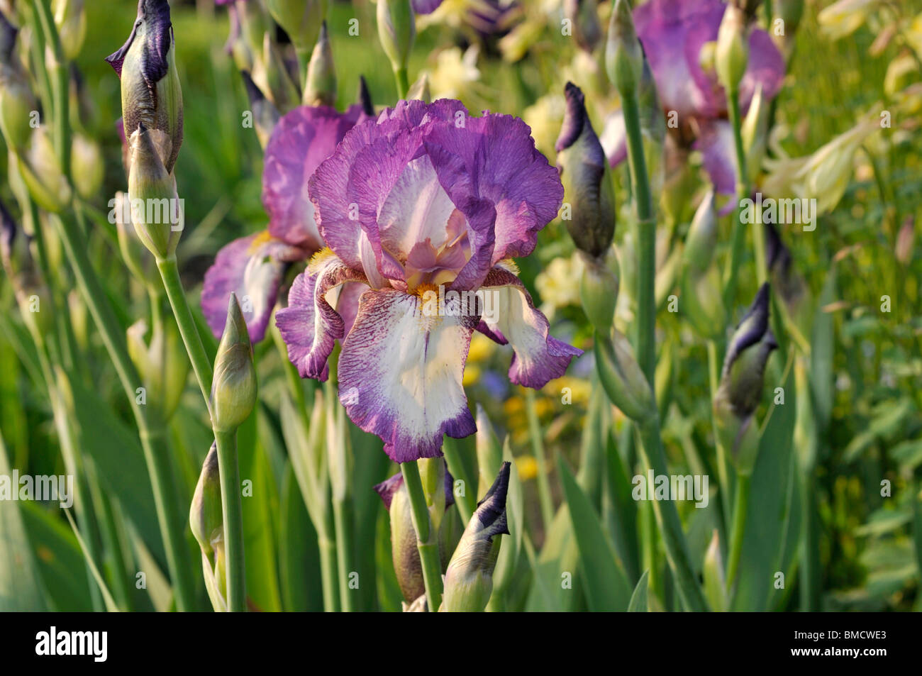 Tall bearded Iris (Iris lanceolata elatiorbegonie Erdbeere "cool Comfort") Stockfoto