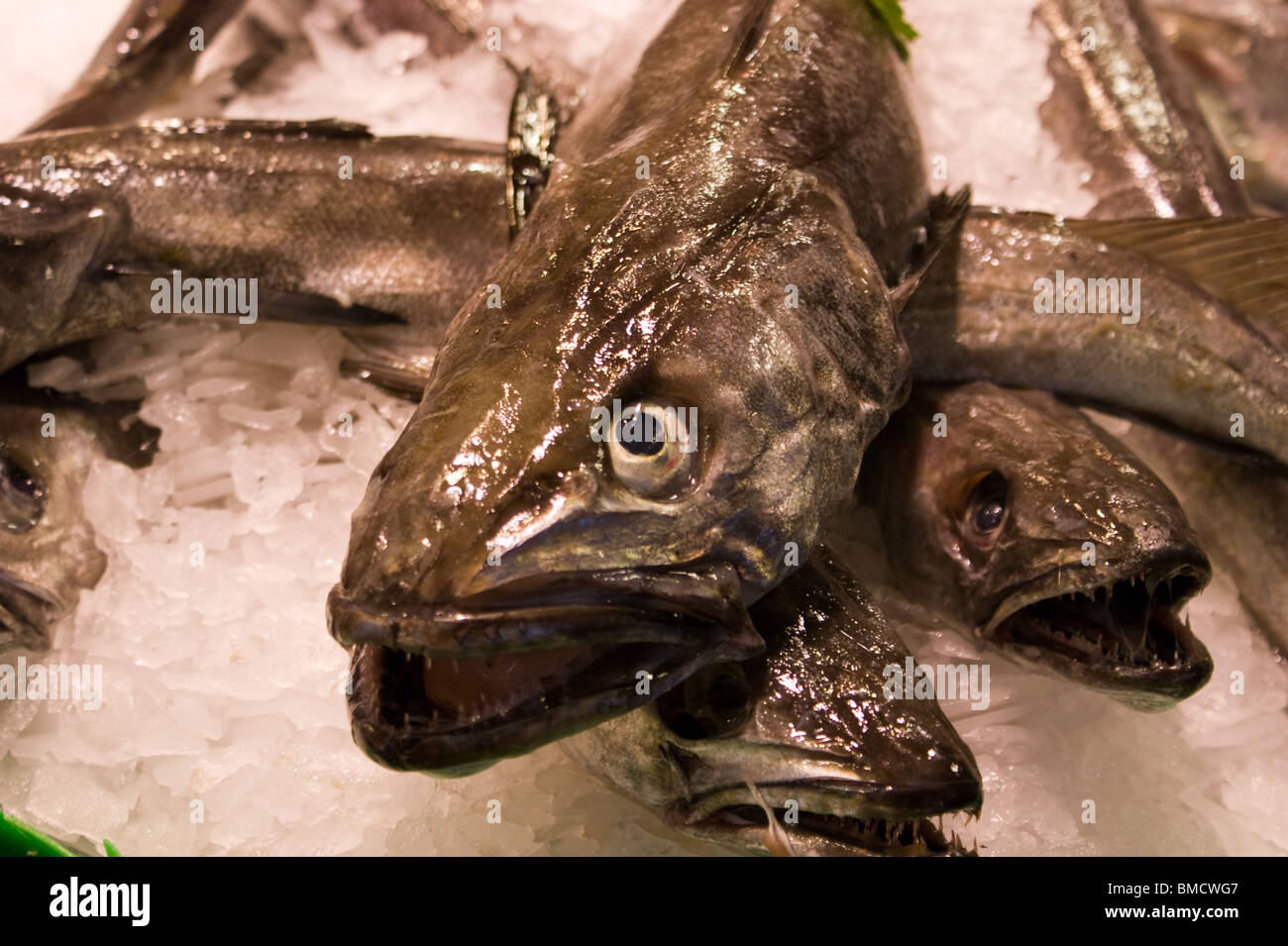 FISCH MIT SPITZEN ZÄHNEN AUF EINEM MARKT IN BARCELONA STALL Stockfoto