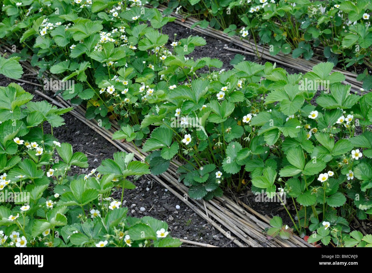 Garten Erdbeerpflanzen (Fragaria x ananassa) Stockfoto