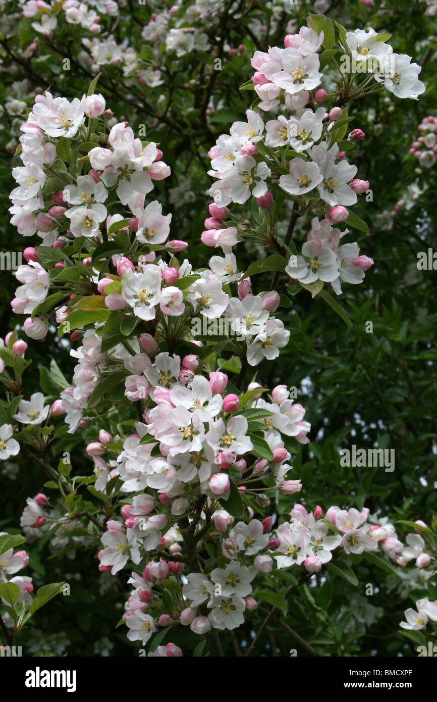 Apfelblüte am lokalen Naturreservat Marton Mere, Blackpool, Lancashire, UK Stockfoto