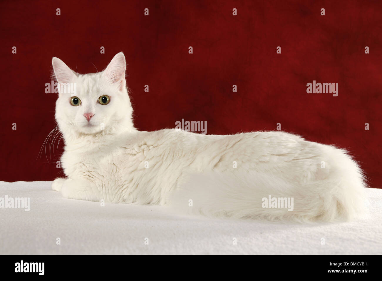 Weiße Tradionelles Van / weiße Katze Stockfoto