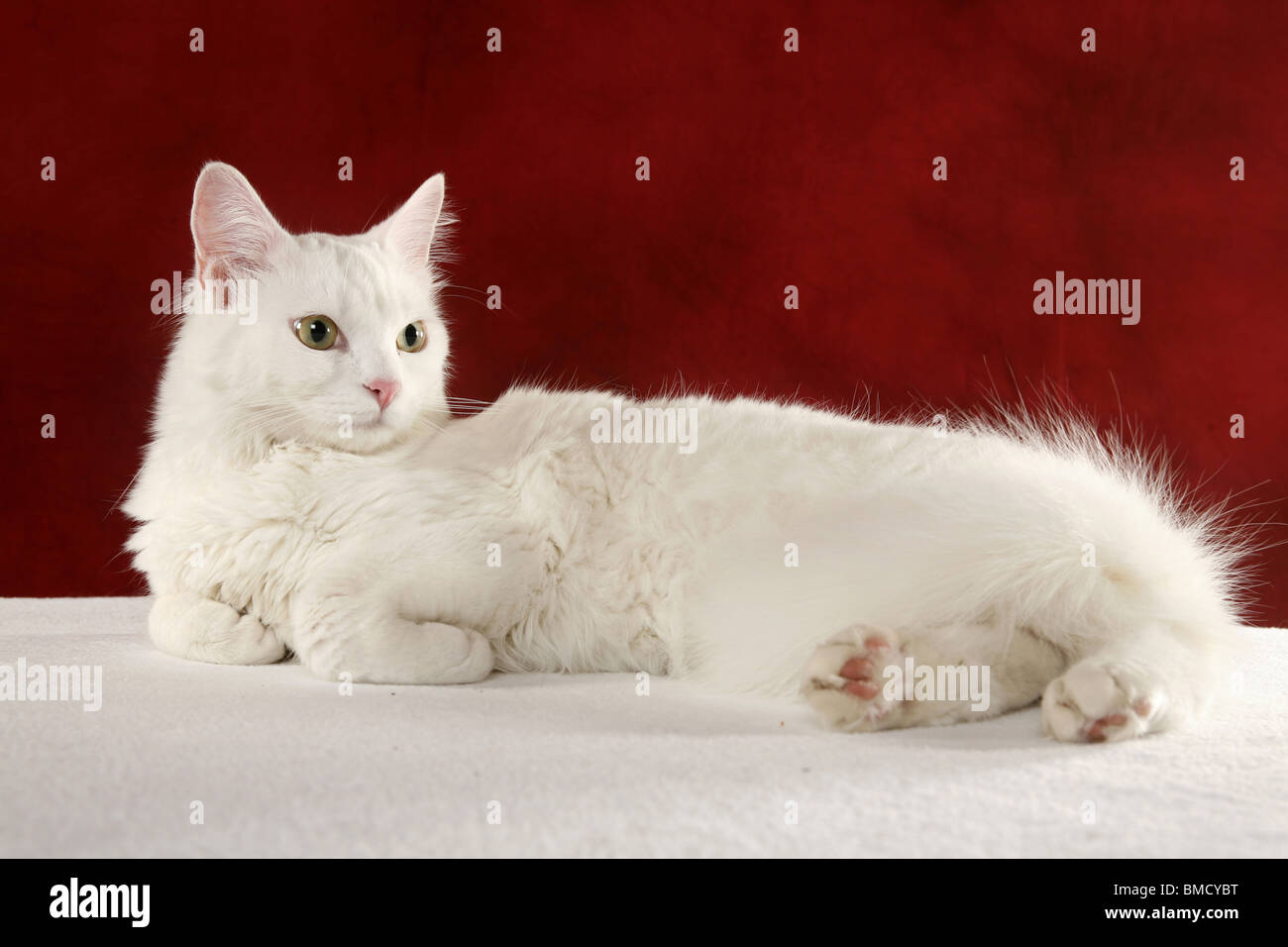 Weiße Tradionelles Van / weiße Katze Stockfoto