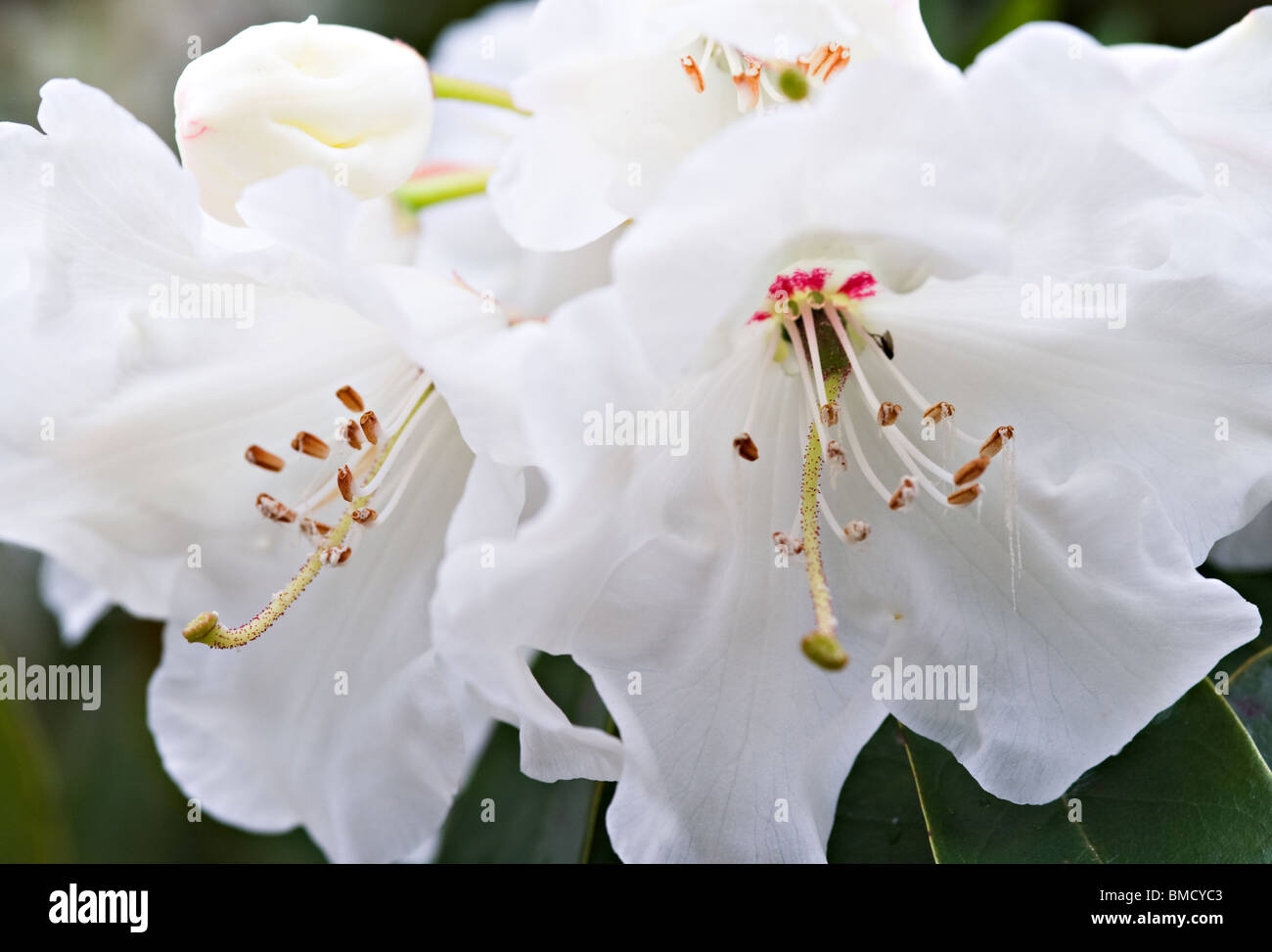 Nahaufnahme des Rhododendron Wardii Puralbum Blumen in Bergen Arboretum Norwegen Stockfoto