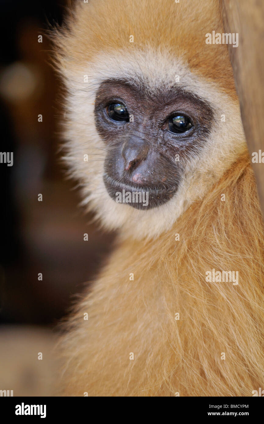 Die Lar Gibbon (Hylobates Lar), auch bekannt als White-handed Gibbon, ist ein Primat in der Familie Hylobatidae oder Gibbon. Stockfoto