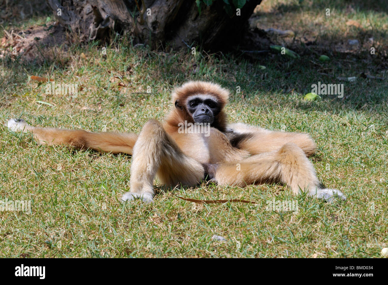 Die Lar Gibbon (Hylobates Lar), auch bekannt als White-handed Gibbon. Entspannen auf einem Feld. Stockfoto
