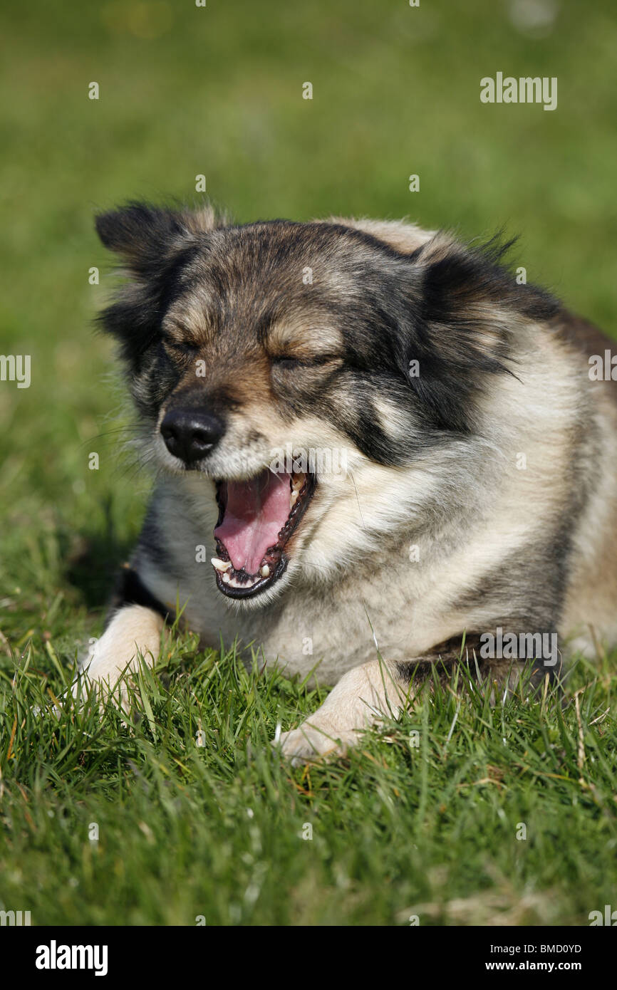Gähnender Hund / Hund Gähnen Stockfoto