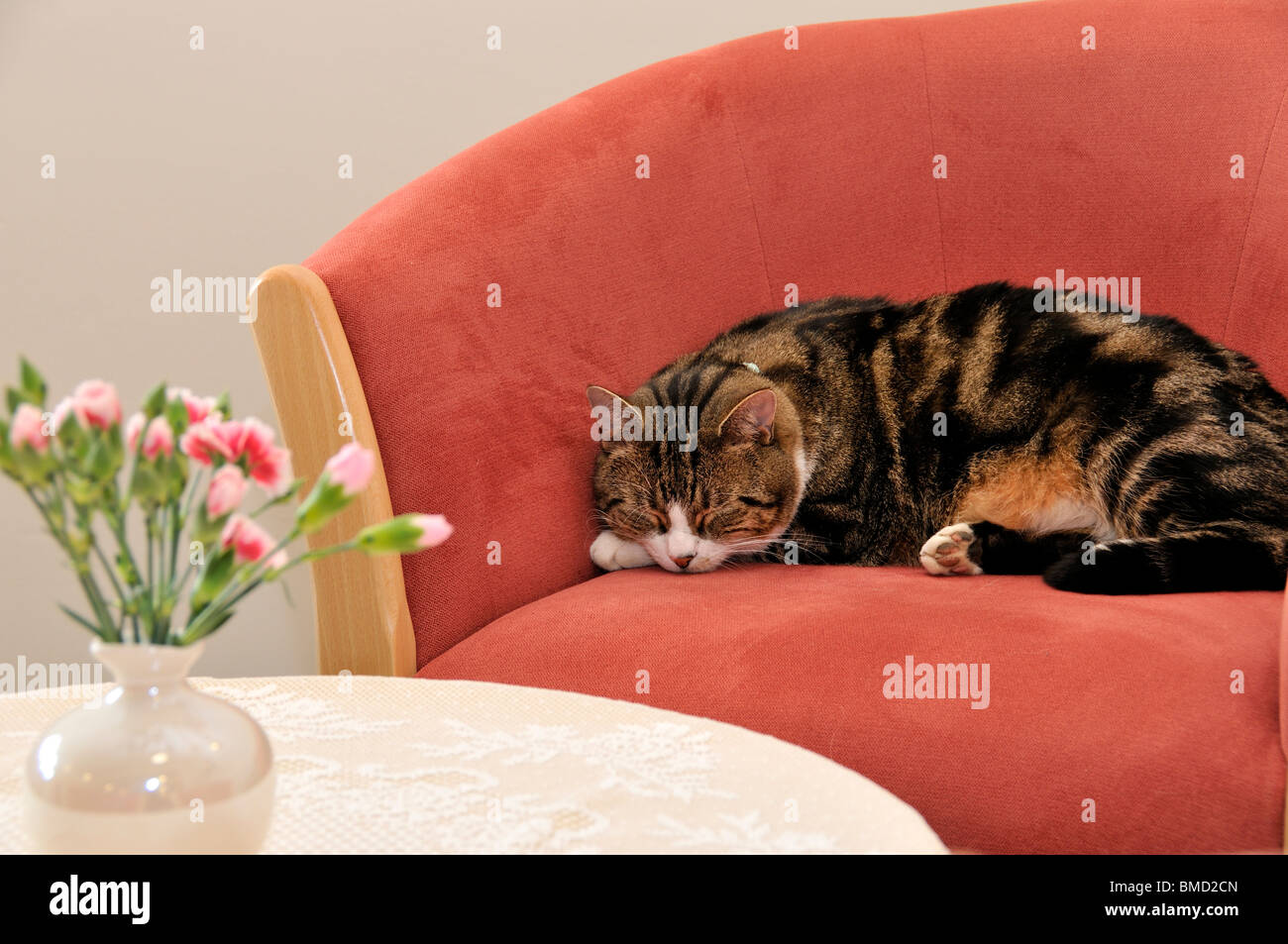 Katze schläft in einem bequemen Sessel mit Fowers im Vordergrund. Stockfoto