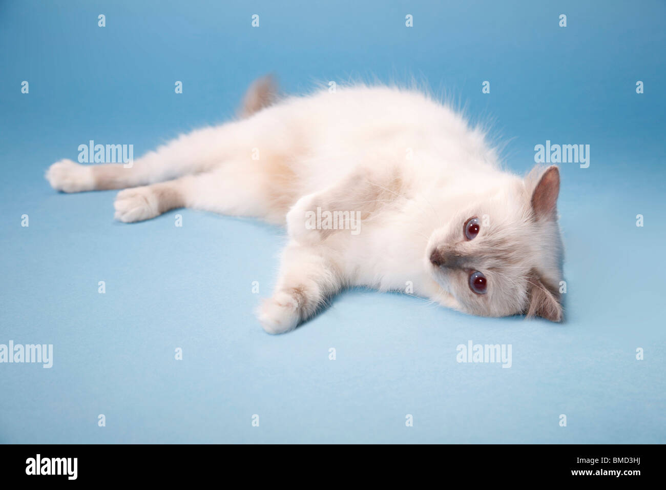 Heilige Birma / Birman Cat Stockfoto