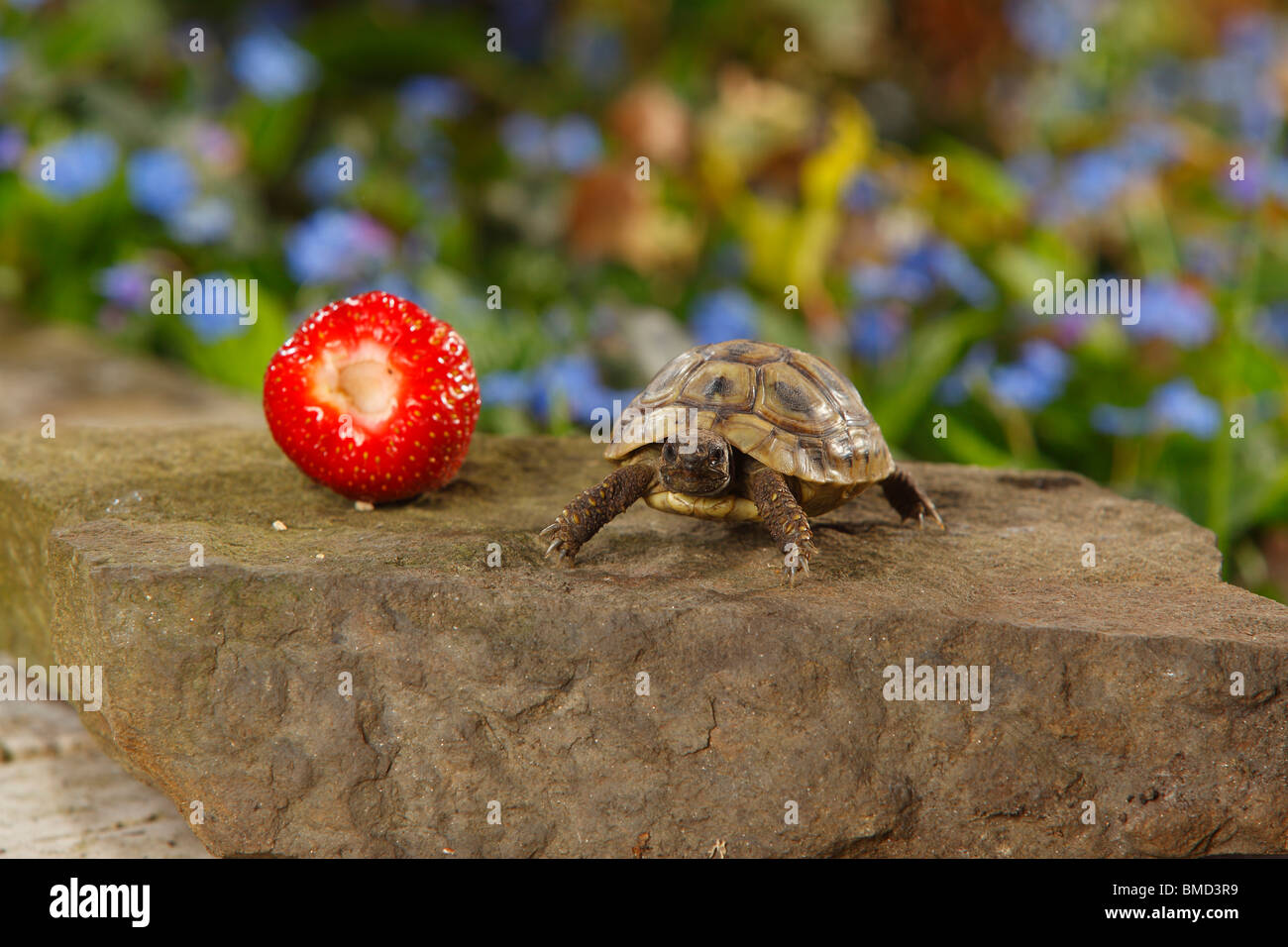 Junge griechische Schildkröte im Größenvergleich mit Erdbeere / (Testudo Hermanni Boettgeri) Stockfoto