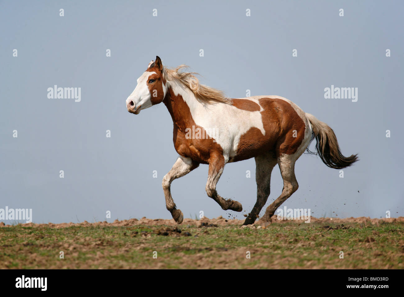 Paint Horse Stockfoto