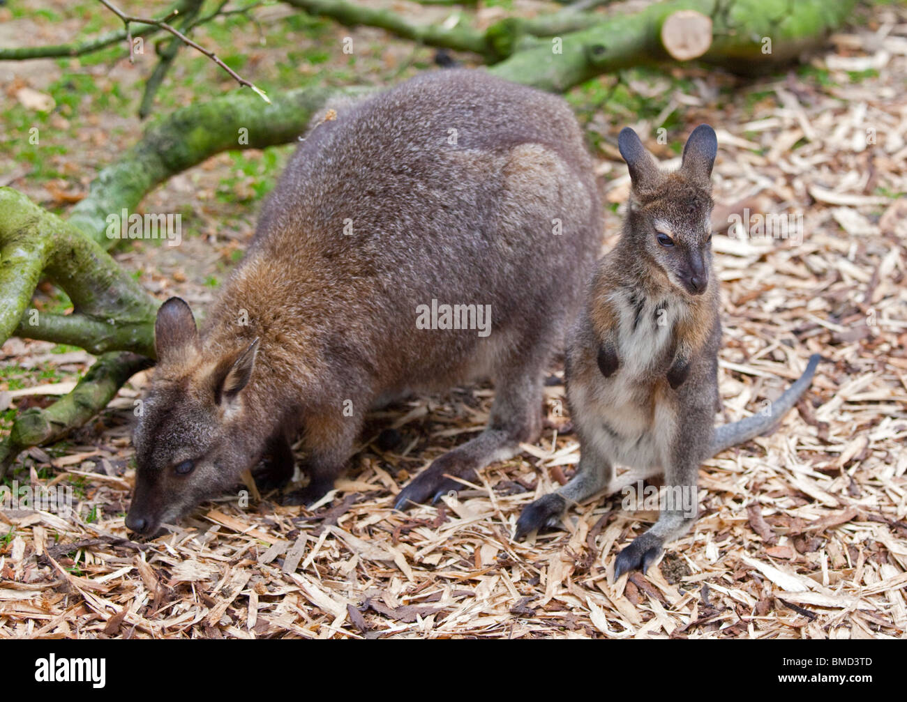Wallaby und Joey Stockfoto