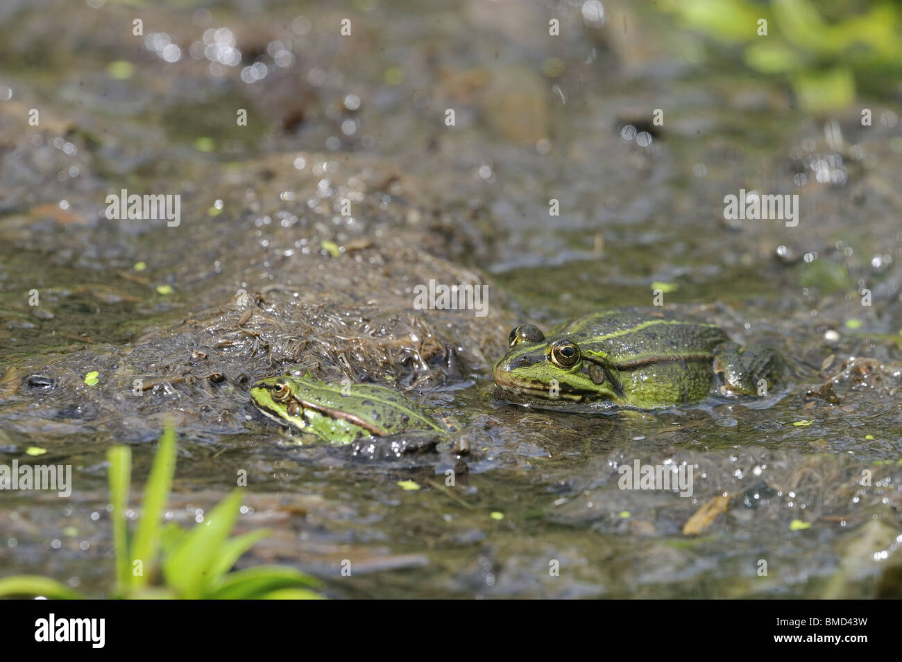 Grüner Frosch (Rana Esculenta) & Pool Frosch (Rana Lessonae) im flachen Wasser Stockfoto