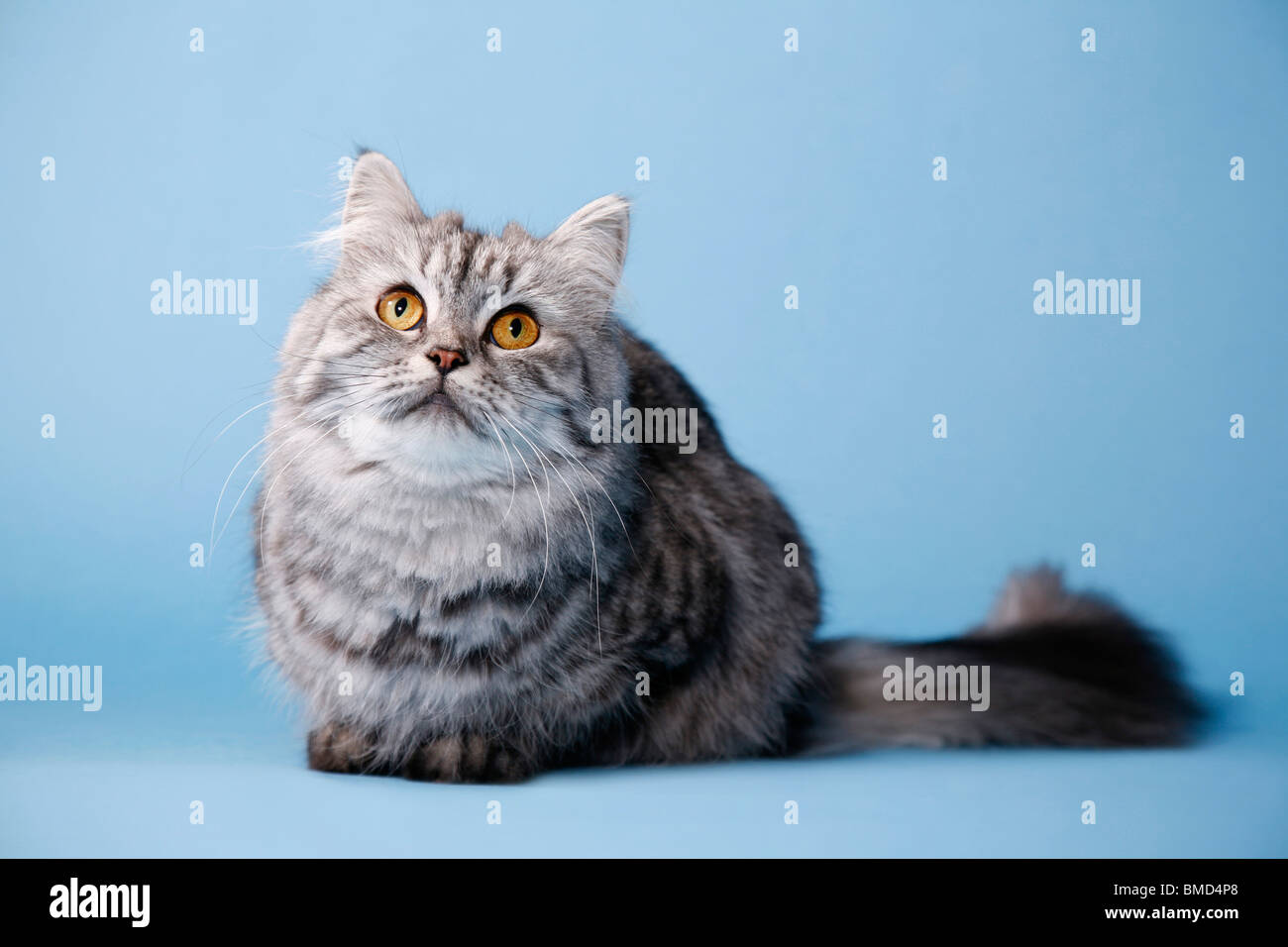 Liegende Deutsch Langhaar / liegen deutsche Angora Stockfoto