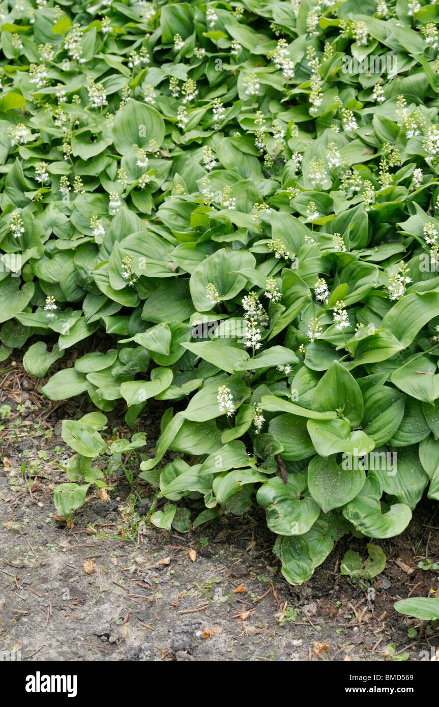 Kanada Mayflower (maianthemum canadense) Stockfoto