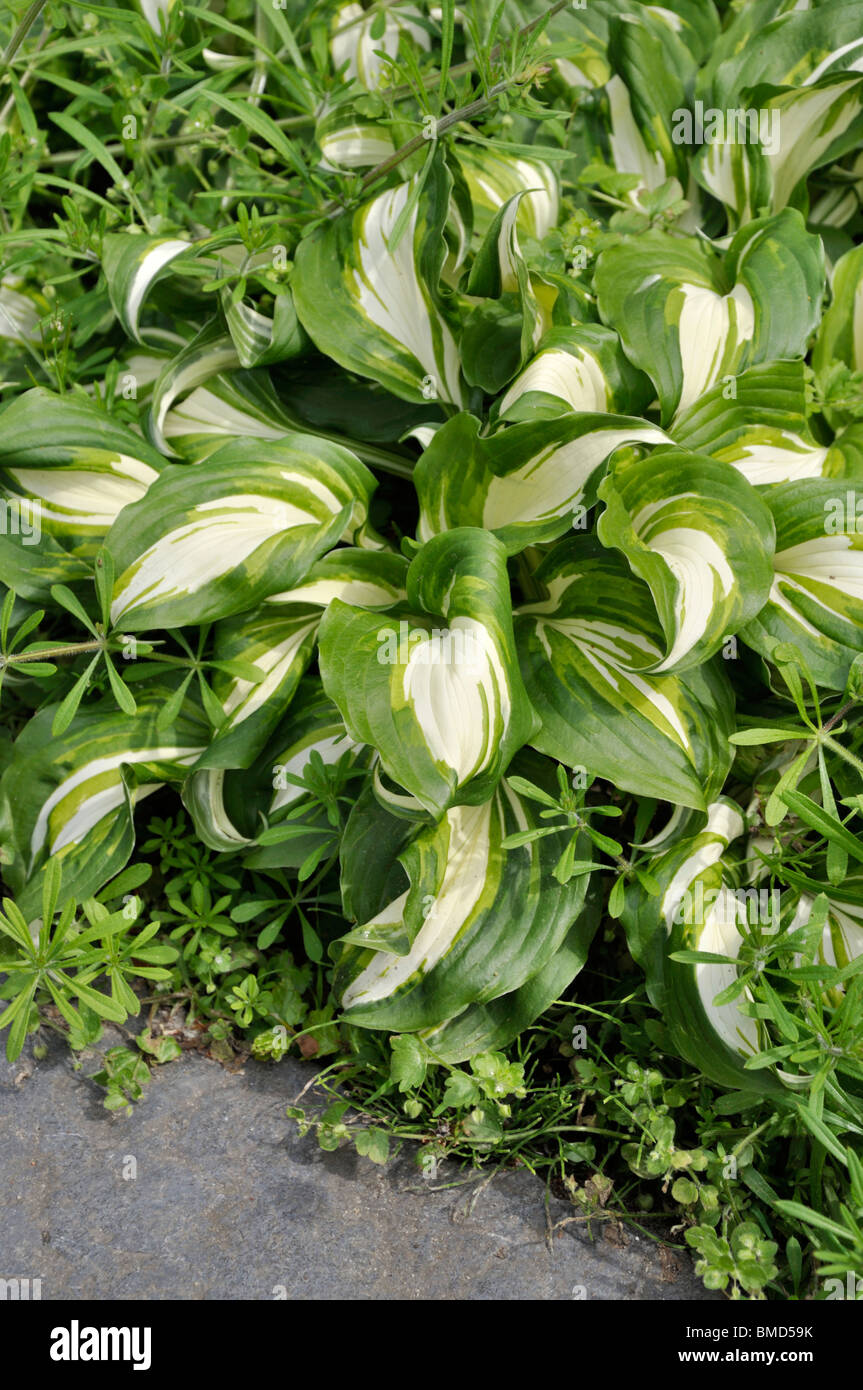 Wegerich Lily (Hosta undulata 'univittata') Stockfoto
