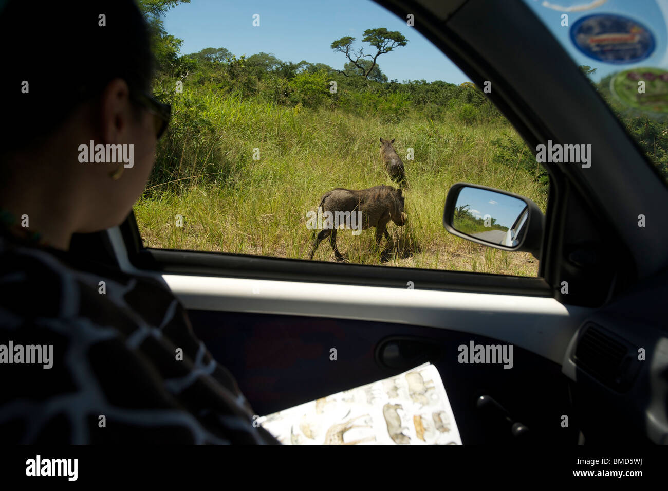 Warzenschwein. Wildbeobachtung von einem Auto auf der Hluhluwe Umfolozi game Reserve. Nördlichen KwaZulu Natal, Südafrika Stockfoto