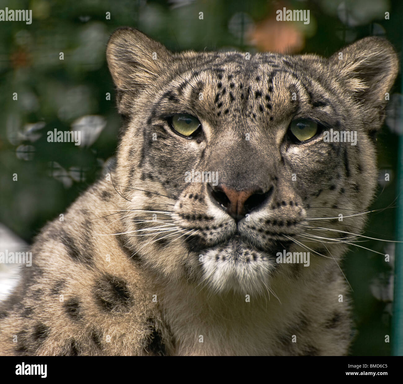 Nahaufnahme des Kopfes von Snow Leopard starrte unverwandt in die Kamera Stockfoto