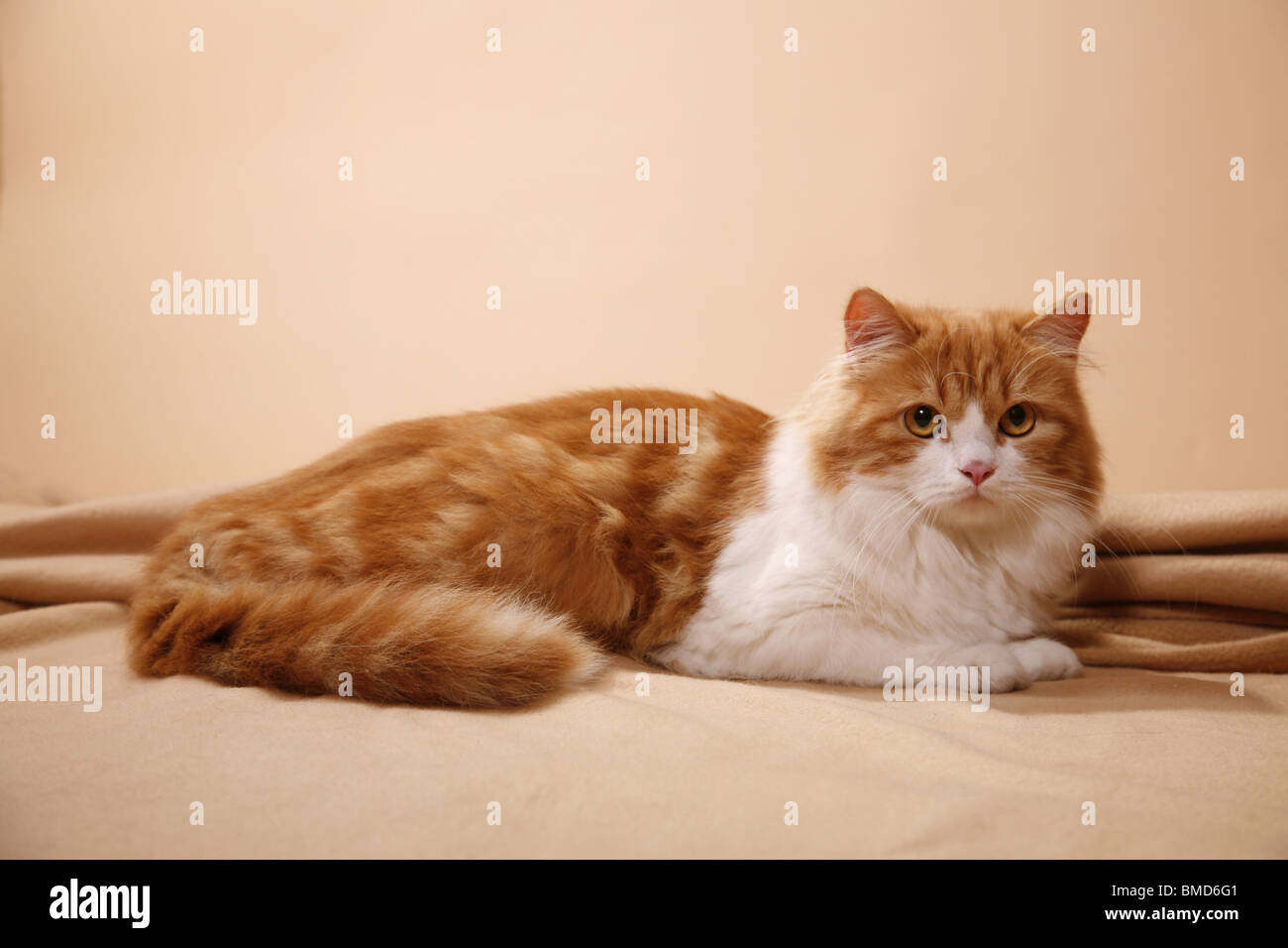Liegende Deutsch Langhaar / liegen deutsche Angora Stockfoto