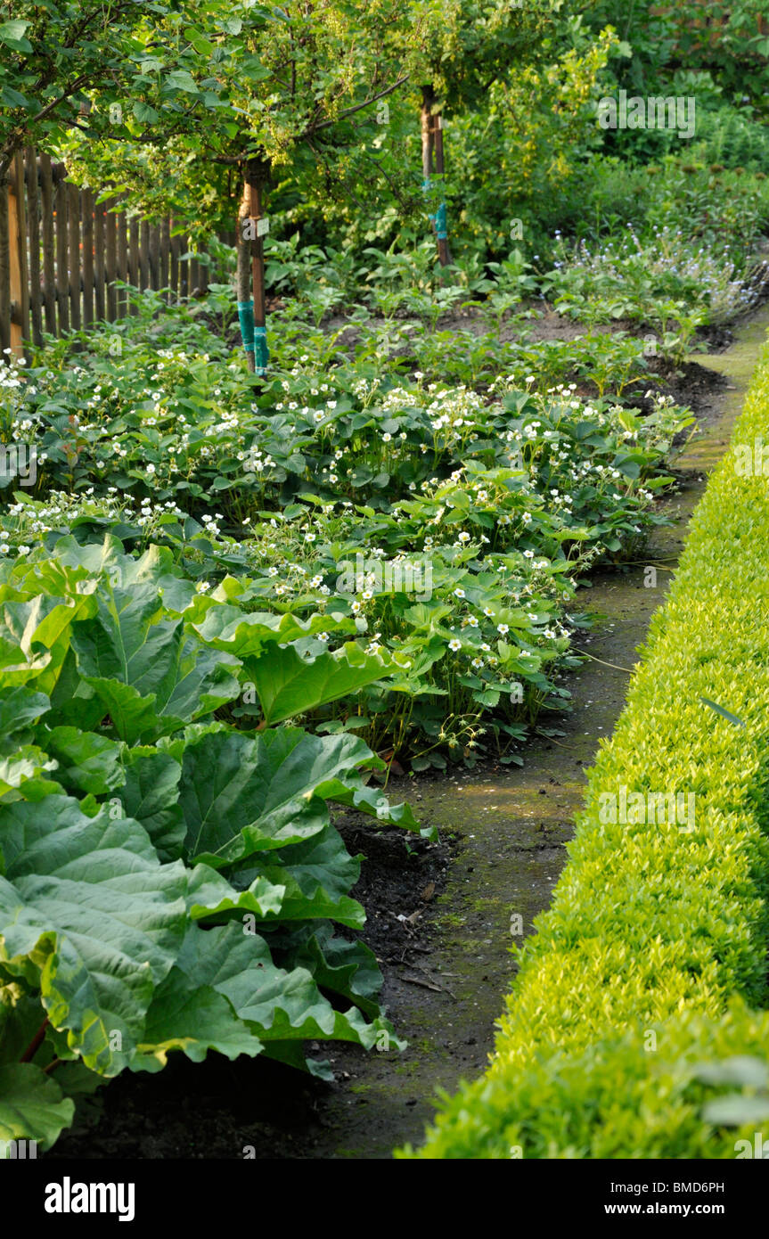 Garten rhubarbs (Rheum rhabarbarum Syn. rheum undulatum) und Garten Erdbeerpflanzen (Fragaria x ananassa) Stockfoto