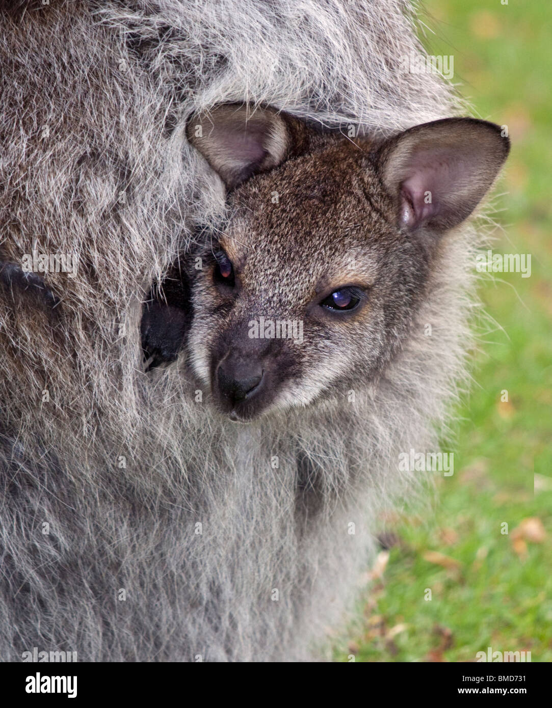 Wallaby Joey im Beutel Stockfoto