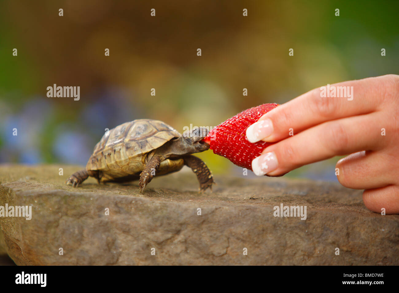 Griechische Schildkröte Essen Erdbeere / (Testudo Hermanni Boettgeri Stockfotografie Alamy