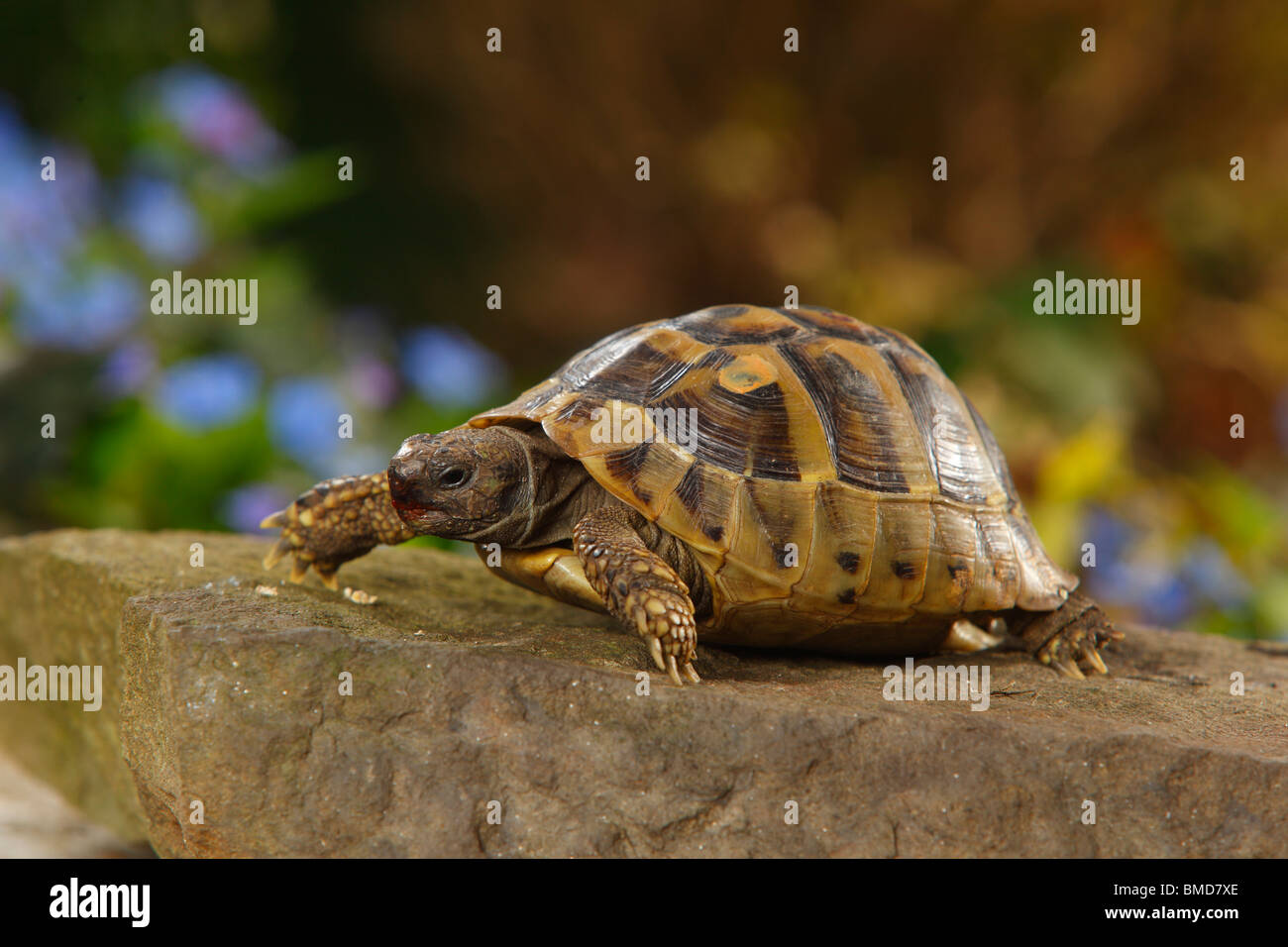 Griechische Schildkröte / (Testudo Hermanni Boettgeri) Stockfoto