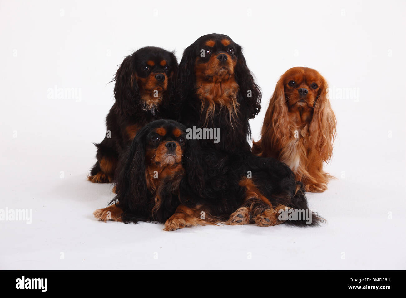 Cavalier King Charles Spaniel, neben und ruby Stockfoto