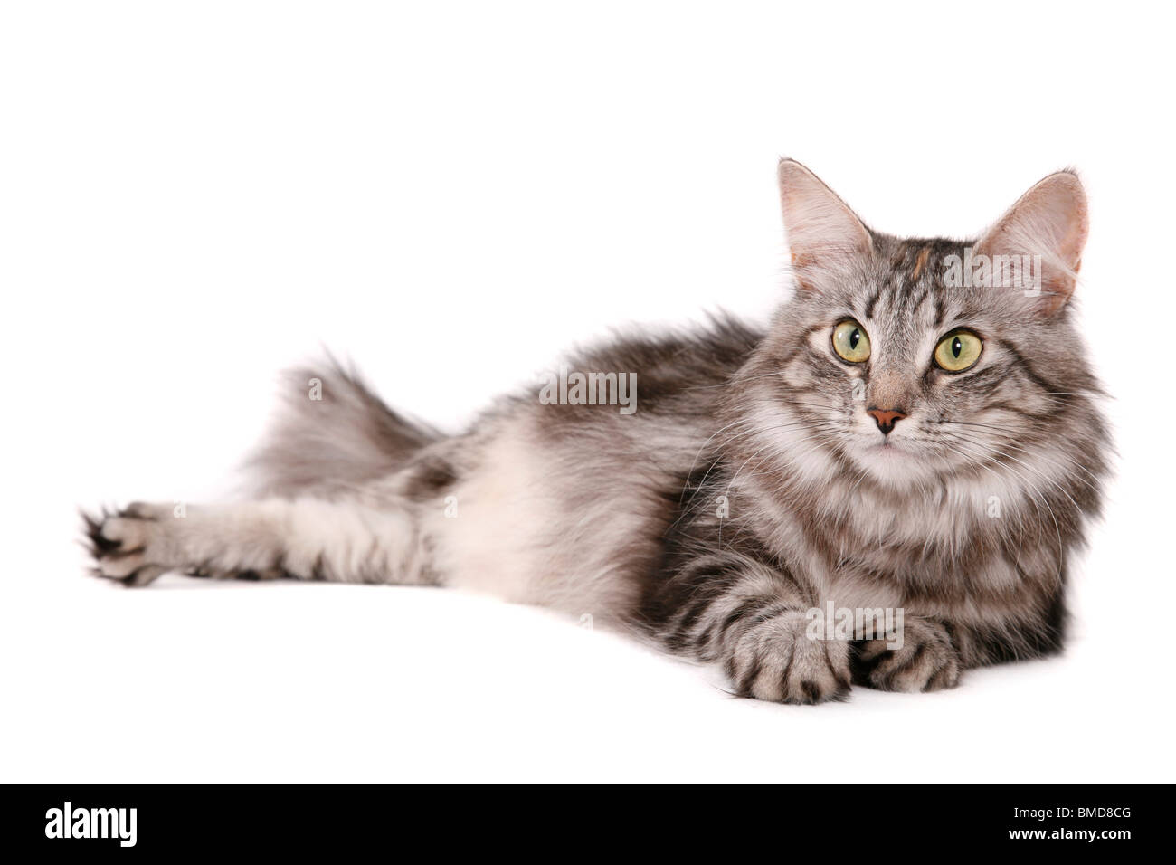 Norwegische Waldkatze / norwegische Waldkatze Stockfoto