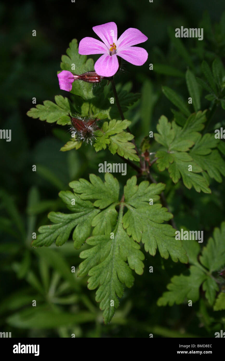Robert Kraut Geranium Robertianum Taken an Martin bloße WWT, Lancashire, UK Stockfoto