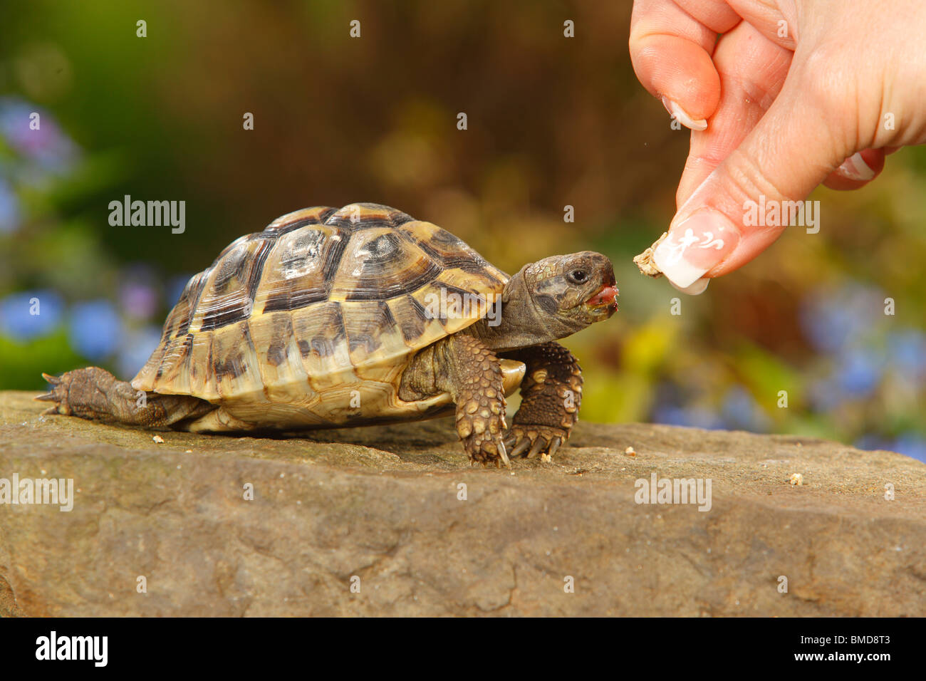 Griechische Schildkröte / (Testudo Hermanni Boettgeri) Stockfoto