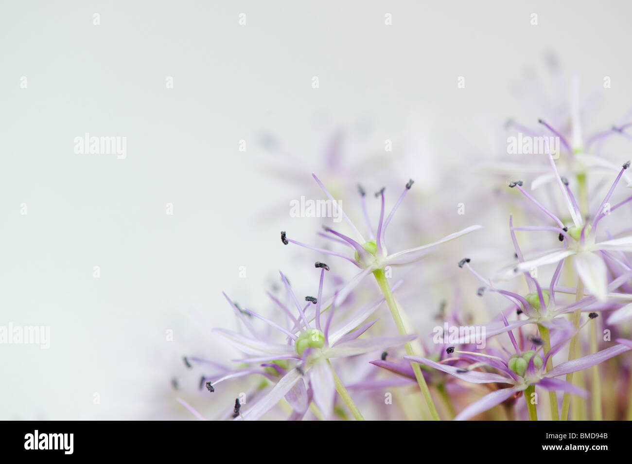 Allium 'Globemaster' Blumen auf weißem Hintergrund verblassen Stockfoto