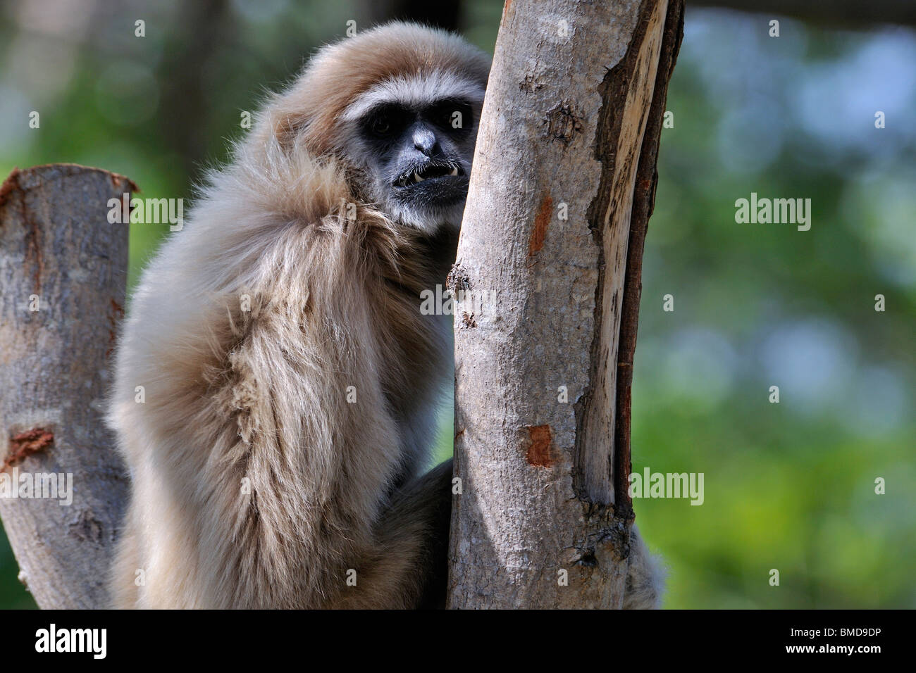 Die Lar Gibbon (Hylobates Lar) zeigt seine Zähne, auch bekannt als die weiße-handed Gibbon. Stockfoto